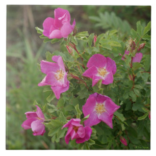 F46 Wild Roses Tile