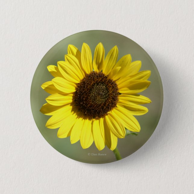 F47 Yellow Wildflower Common Annual Sunflower 6 Cm Round Badge (Front)