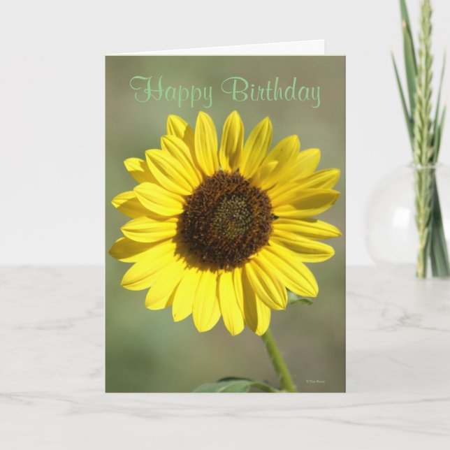 F47 Yellow Wildflower Common Annual Sunflower Card (Front)