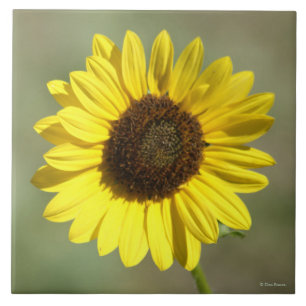 F47 Yellow Wildflower Common Annual Sunflower Tile