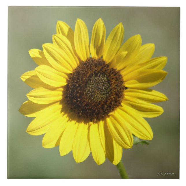 F47 Yellow Wildflower Common Annual Sunflower Tile (Front)