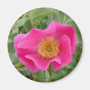 F4 Wild Rose Magnet