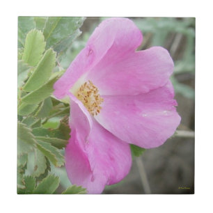 F4b Wild Rose Tile
