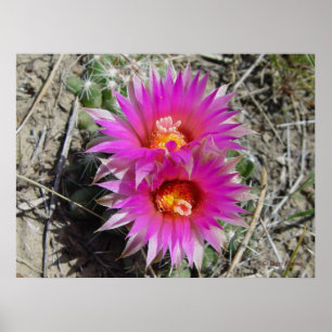 F5 Ball Cactus Flower "Escobaria vivipara" Poster