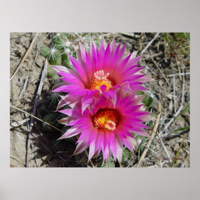 F5 Ball Cactus Flower "Escobaria vivipara" Poster (Front)