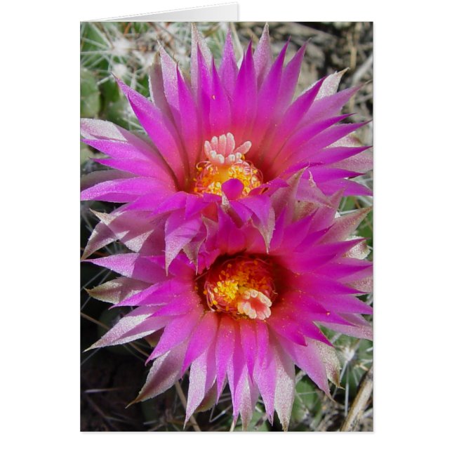 F5 Ball Cactus Flowers "Escobaria vivipara" (Front)