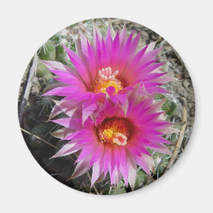 F5 Ball Cactus Flowers "Escobaria vivipara" Magnet