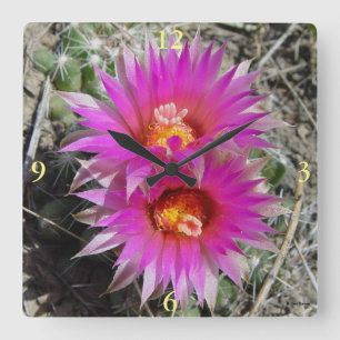 F5 Ball Cactus Flowers "Escobaria vivipara" Square Wall Clock