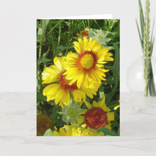 F6 Yellow Wildflowers Gaillardia Card