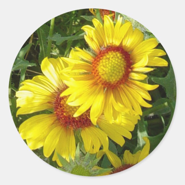 F6 Yellow Wildflowers Gaillardia Classic Round Sticker (Front)