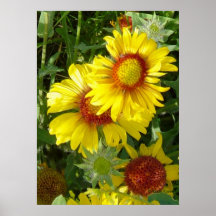 F6 Yellow Wildflowers Gaillardia