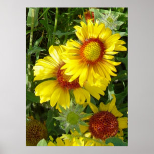 F6 Yellow Wildflowers Gaillardia Poster