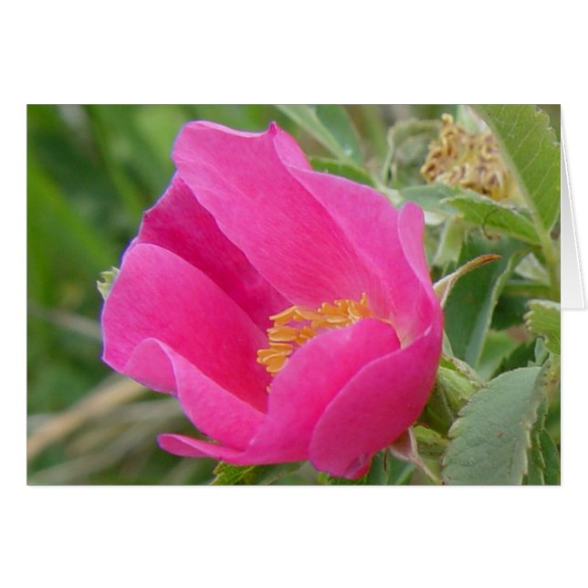 F7 Wild Rose (Front Horizontal)