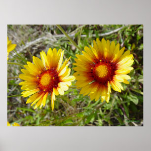 F8 Yellow Wildflower Gaillardia Poster