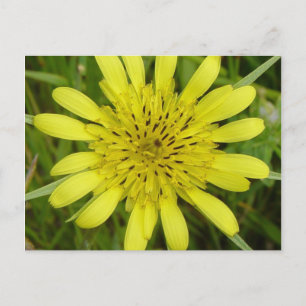 F9 Yellow Wildflower Goats-beard Postcard