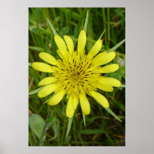 F9 Yellow Wildflower Goat's-beard Poster