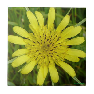 F9 Yellow Wildflower Goats-Beard Tile