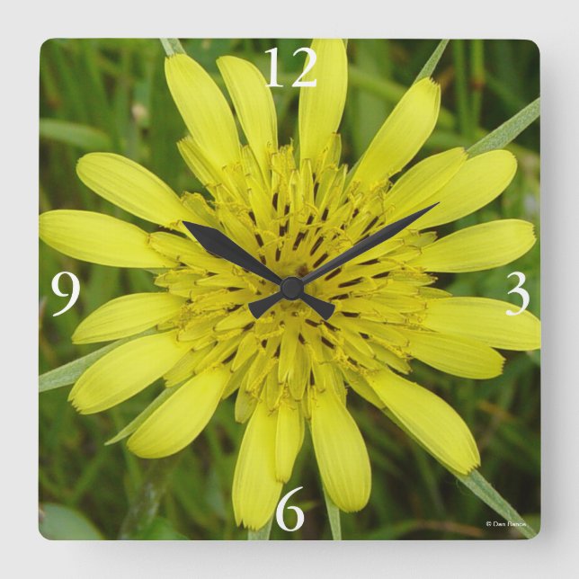 F9 Yellow Wildflower Goats-beard Tragopogon dubius Square Wall Clock (Front)