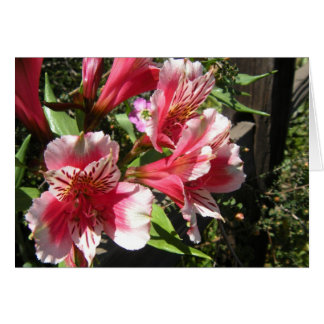 Fabulous Freesia Card