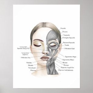 Face Anatomy Facial Muscles Beauty Decor