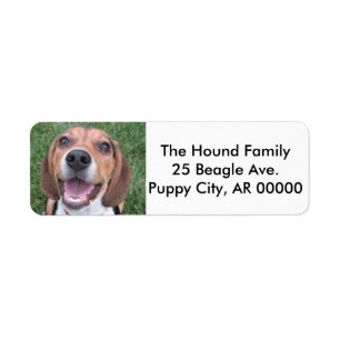Face Beagle