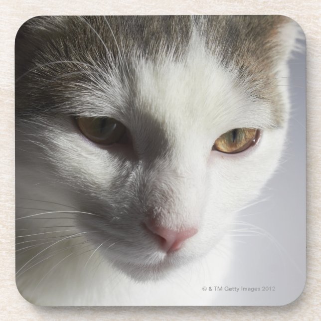 Face of a cat coaster (Front)