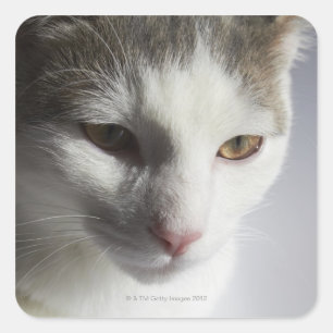 Face of a cat square sticker