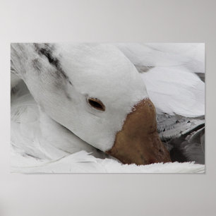 face of a goose poster