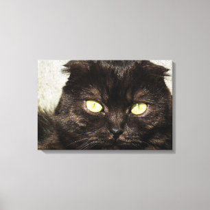 Face Of A Young Munchkin Kitten Canvas Print