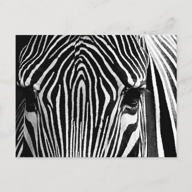 Face of a Zebra Postcard (Front)