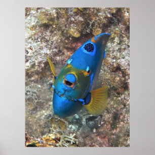 Face of an Angel Poster