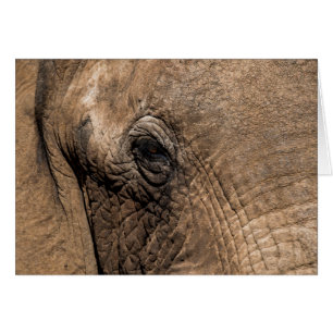 Face of an Elephant