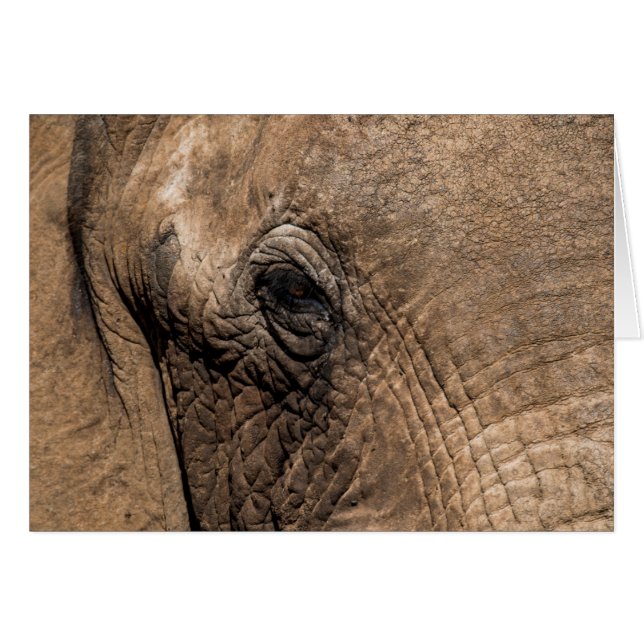 Face of an Elephant (Front Horizontal)