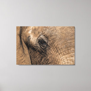 Face of an Elephant Canvas Print