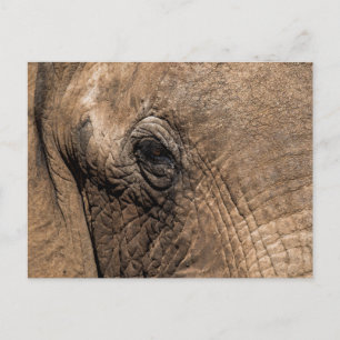 Face of an Elephant Postcard