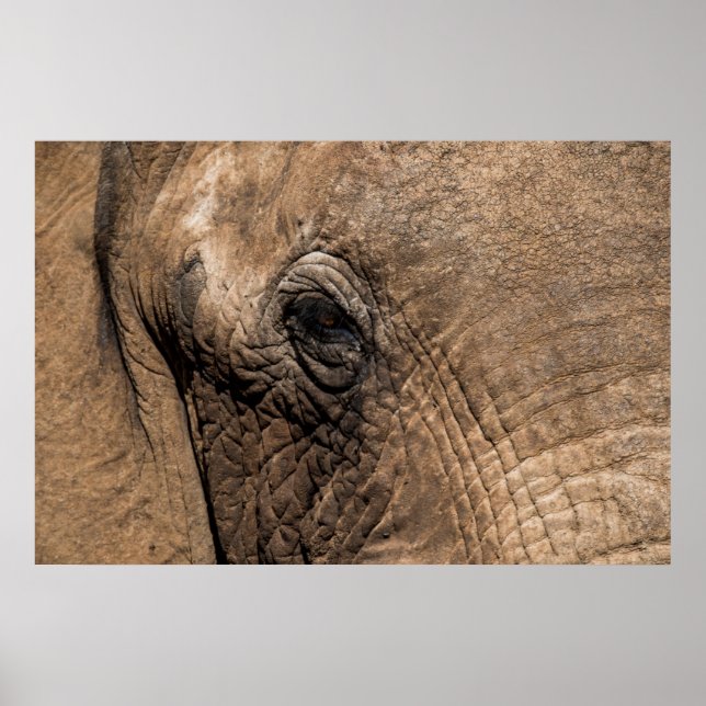 Face of an Elephant Poster (Front)