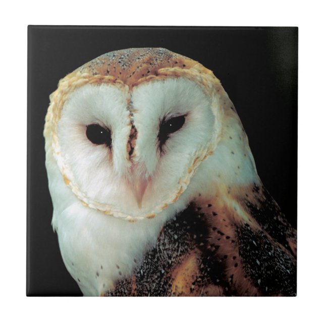 Face of Barn Owl Photo Tile (Front)