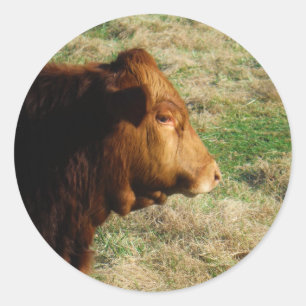 Face of Brown bull cow Classic Round Sticker