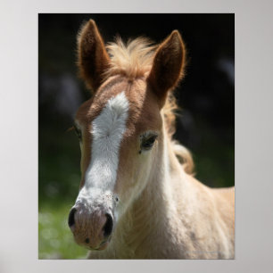 face of foal poster