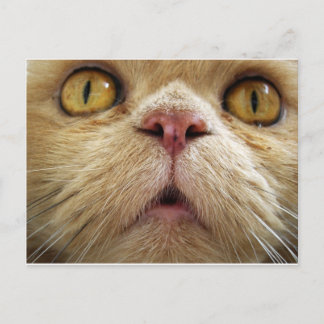 Face of persian cat postcard