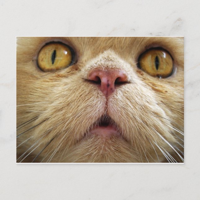 Face of persian cat postcard (Front)