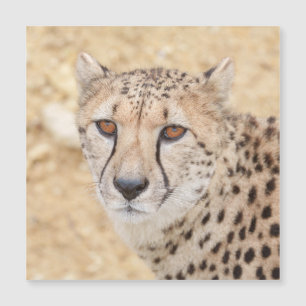 Face of the Wild: Cheetah's Intense Look