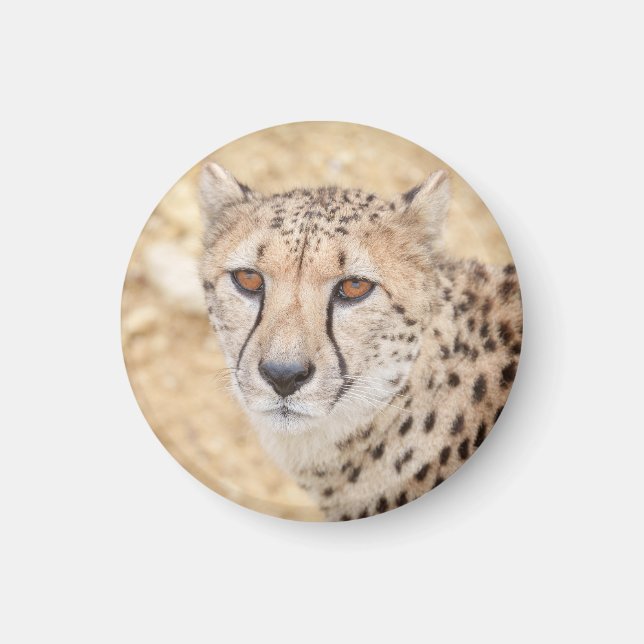 Face of the Wild: Cheetah's Intense Look Magnet (Front)