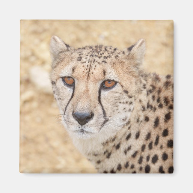 Face of the Wild: Cheetah's Intense Look Magnet (Front)