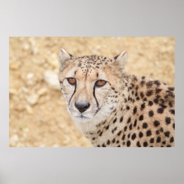 Face of the Wild: Cheetah's Intense Look Poster (Front)