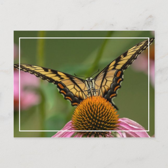 Face To Face Butterfly Postcard (Front)