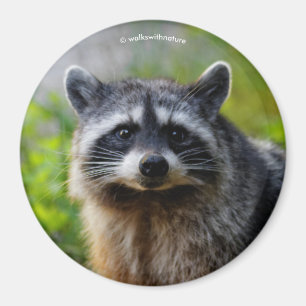 Face to Face with a Racoon Magnet