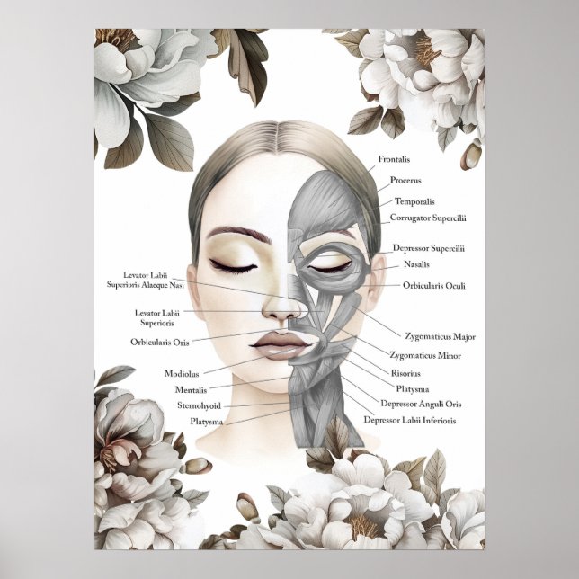 Facial Muscles Anatomy Art Massage Therapist Gift Poster (Front)