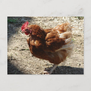 Factory Farm Hen Postcard