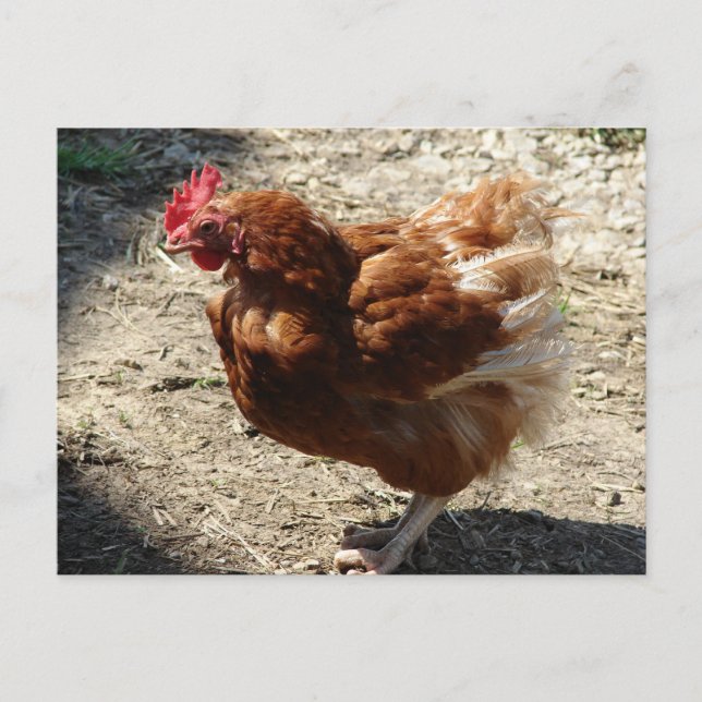 Factory Farm Hen Postcard (Front)